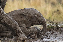 African Elephant (Loxodonta africana) calf in rain, wallowing in mud. Maasai Mara, Kenya, Africa. September.