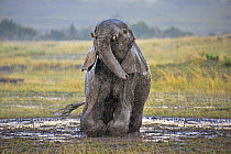 African Elephant (Loxodonta africana) in rain, wallowing in mud. Maasai Mara, Kenya, Africa. September.