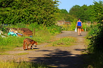 Red Fox (Vulpes vulpes) following person on dirt track, Cardiff, Wales. June.
