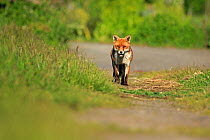 Red Fox (Vulpes vulpes) on track, Cardiff, Wales. June.
