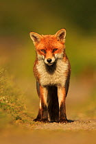 Red Fox (Vulpes vulpes) in evening light. Cardiff, Wales. June.