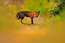 Red Fox (Vulpes vulpes) urban Cardiff, Wales. June.