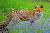 Red Fox (Vulpes vulpes) urban Cardiff, Wales. May.