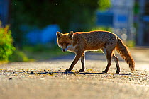 Red Fox (Vulpes vulpes) urban Cardiff, Wales. June.
