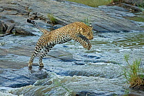 African Leopard (Panthera pardus) jumping across river. Maasai Mara, Kenya, Africa. August.