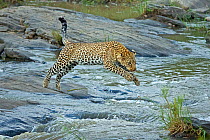 African Leopard (Panthera pardus) jumping across river Maasai Mara, Kenya, Africa. August.