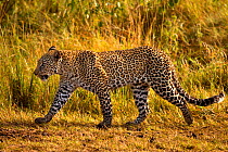 RF- African Leopard (Panthera pardus) walking. Maasai Mara, Kenya, Africa. August. (This image may be licensed either as rights managed or royalty free.)