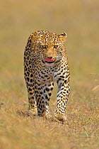African Leopard (Panthera pardus) walking. Masai Mara, Kenya. January.