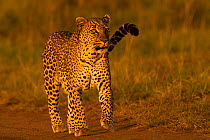 African Leopard (Panthera pardus) walking. Masai Mara, Kenya. February.