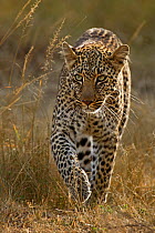 African Leopard (Panthera pardus) stalking prey. Maasai Mara, Kenya, Africa. January.