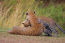 African Leopard (Panthera pardus) mother and cub. Masai Mara, Africa. September.