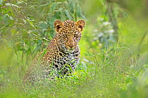 African Leopard (Panthera pardus) young cub. Maasai Mara, Kenya, Africa. September.