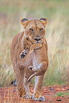 RF- African Lion (Panthera leo) female carrying young cub.~Masai Mara, Kenya, Africa. August. (This image may be licensed either as rights managed or royalty free.)