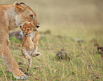 African Lion (Panthera leo) female carrying young cub. Masai Mara, Kenya, Africa. August.