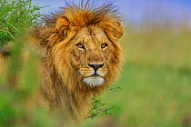 African Lion (Panthera leo) male. Masai Mara, Kenya, Africa. September.