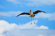 Maribou Stork (Leptoptilos crumenifer) flying in to land on carcass, Masai Mara, Africa. August.