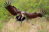 White backed Vulture (Gyps africanus) landing on carcass Masai Mara, Africa. August.