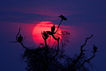 White backed Vulture (Gyps africanus) in tree at sunset South Luangwa, Zambia, Africa. October.