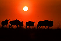 Wildebeest (Connochaetes taurinus) during migration, with setting sun, Masai Mara, Kenya, Africa. August.