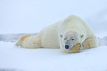 Polar Bear (Ursus maritimus) sleeping in snowstorm. Svalbard, Norway. July.