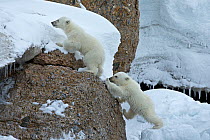 Polar Bear (Ursus maritimus) cubs climbing rocks. Svalbard, Norway. July.
