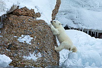 Polar Bear (Ursus maritimus) cub struggling to climb rocks Svalbard, Norway. July.
