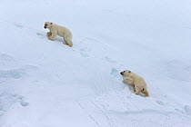 Polar Bear (Ursus maritimus) cubs struggling to follow mother uphill. Svalbard, Norway. July.