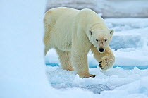 Polar Bear (Ursus maritimus) walking on sea ice. Svalbard, Norway. July.