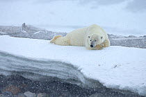 Polar Bear (Ursus maritimus) in snowstorm, Svalbard, Norway. July.