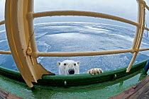 Polar Bear (Ursus maritimus) approaching ship, Svalbard, Norway. Arctic. September.