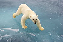 Polar Bear (Ursus maritimus) on pack ice, Svalbard,  Norway. Arctic. September.