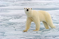 Polar Bear (Ursus maritimus) on pack ice, Svalbard, Norway.  Arctic. September.