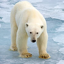 Polar Bear (Ursus maritimus) on pack ice, Svalbard,  Arctic Norway. September.