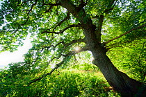 English oak (Quercus robur) at the Biosphere reserve Suedost-Ruegen, Island Vilm, Germany