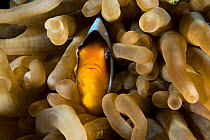 Red Sea anemonefish (Amphiprion bicinctus) in its host anemone , northern Red Sea.