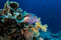 Freckled hawkfish, (Paracirrhites forsteri) on a coral reef, northern Red Sea.