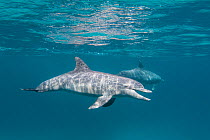 Bottlenose dolphin (Tursiops truncatus) female and her calf in waters off of Gubal Island, calf in the foreground making faces at me, northern Red Sea.