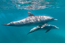 Bottlenose dolphin (Tursiops truncatus) female and her calf in waters off of Gubal Island, northern Red Sea, February 2015