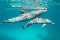 Bottlenose dolphin (Tursiops truncatus) female and her calf in waters off of Gubal Island, northern Red Sea.