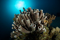 Colonial tube-sponge (Siphonochalina siphonella), northern Red Sea.