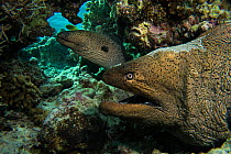 Pair of giant moray eels (Gymnothorax javanicus) in a cave, Gubal Island, northern Red Sea.