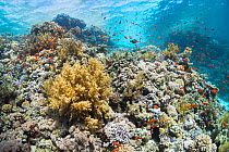Lyretail Anthias (Pseudanthias squamipinnis) on a coral reef, Jackson Reef, northern Red Sea.