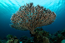 Tablecoral (Acropora) in the Northern Red Sea.