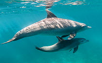 Bottlenose dolphin (Tursiops truncatus) and her calf in waters off of Gubal Island, northern Red Sea.