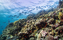 Lyretail Anthias (Pseudanthias squamipinnis) and Fusiliers (Caesio) on a coral reef, northern Red Sea.