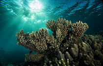 Staghorn coral (Acropora), Gubal Island, northern Red Sea.