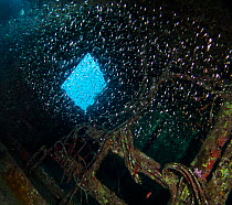 Glassfish (Ambassidae) inside the Ghiannis D wreck, Abu Nuhas reef, northern Red Sea.
