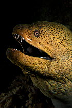 Giant moray eel (Gymnothorax javanicus) opening its mouth to breathe, at night on the barge wreck, Gubal Island, northern Red Sea.