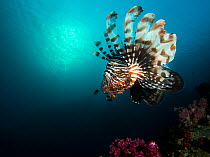 Common lionfish (Pterois miles) swimming over a coral reef, northern Red Sea.