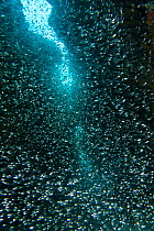 Cave full of Glassfish (Ambassidae) northern Red Sea, February.